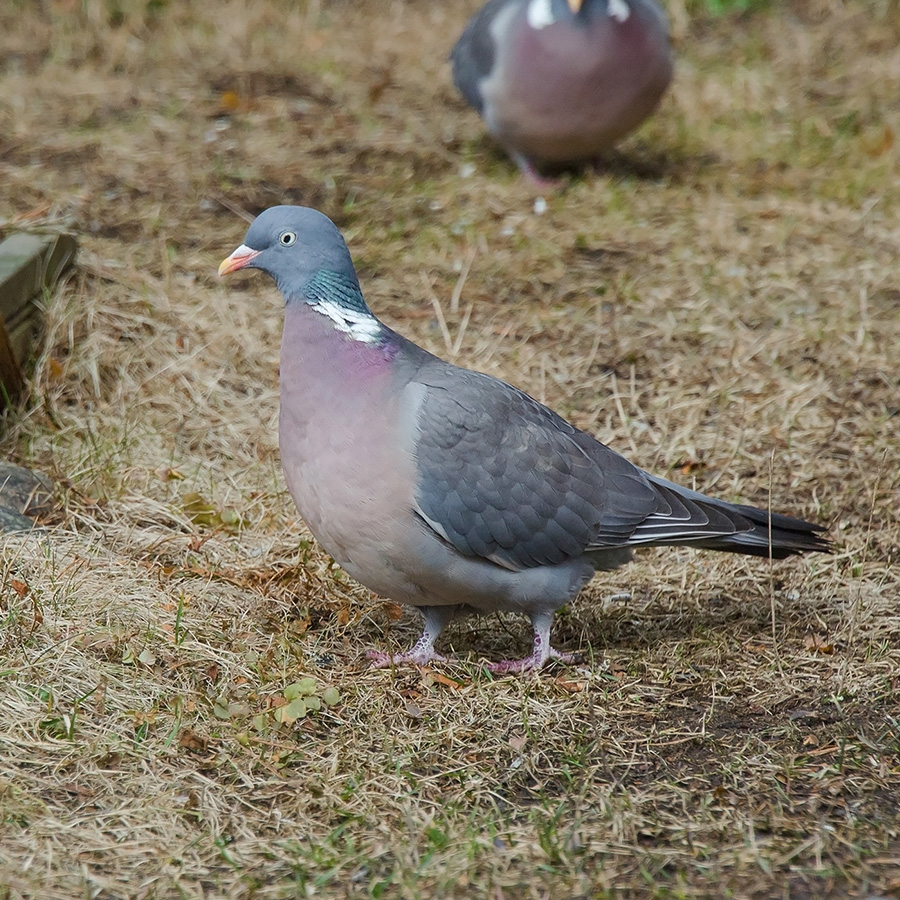 Birds of GilgitBaltistan Common WoodPigeon